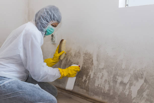 Best Industrial Mold Remediation  in Leland Grove, IL